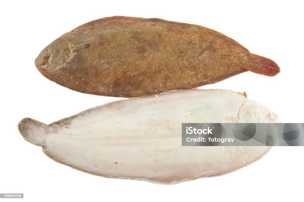 Common sole Common sole on white background Dover Sole Stock Photo