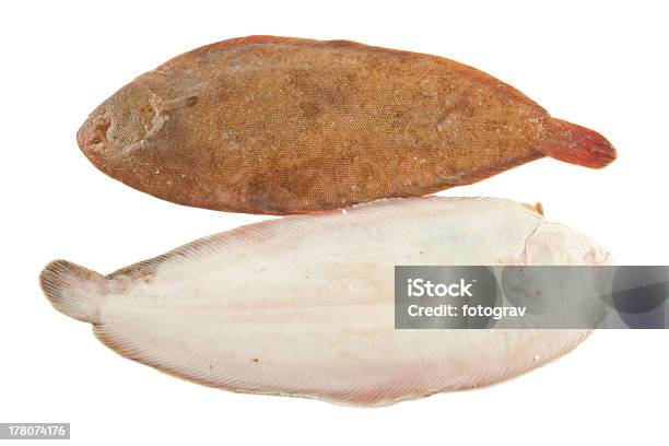 Common Sole Stock Photo - Download Image Now - Dover Sole, Animal, Brown