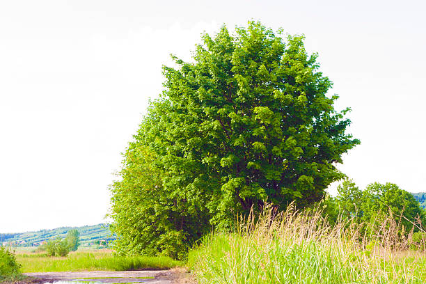 Alberi in estate - foto stock