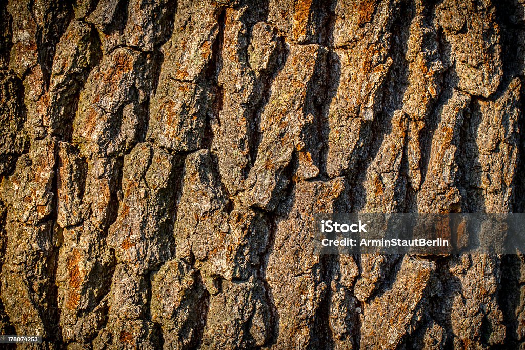 Nahaufnahme des alten Baumrinde Hintergrund - Lizenzfrei Abstrakt Stock-Foto