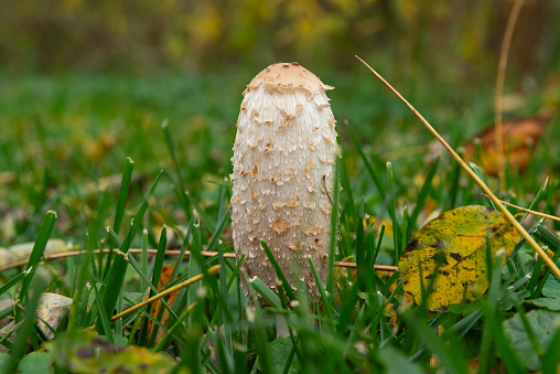 The Coprinus comatus, or Shaggy ink cap, in open grass field on a cloudy Fall afternoon.