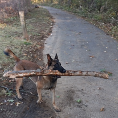 Belgian malinois dog carrying stick