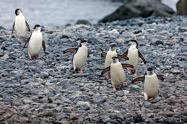 istock Chinstrap penguins walking on the rocks 178074666