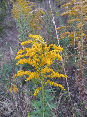Goldenrod autumn flower Tennessee