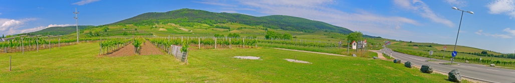 A vineyard in Lower Austria in the spring time.A vineyard in Lower Austria in the spring time.