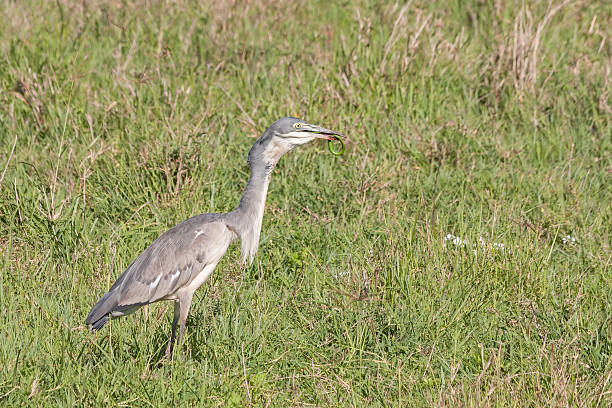 istock Black-headed Heron swallows up green snake catch in grass 178075621