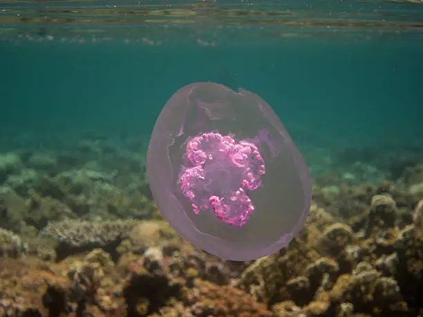 large pink jellyfish in large red sea view