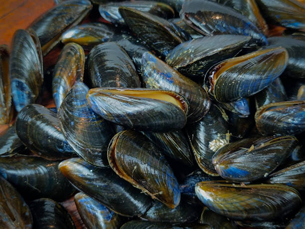 istock pile of raw mussels, close-up 1780759332