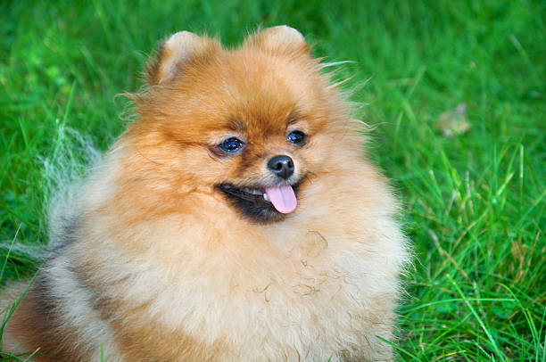 istock spitz, Pomeranian dog in city park 178075965