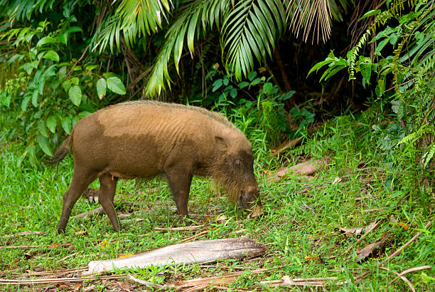istock Bearded pig, Bako National Park, Borneo, Sarawak, Malaysia 178076006