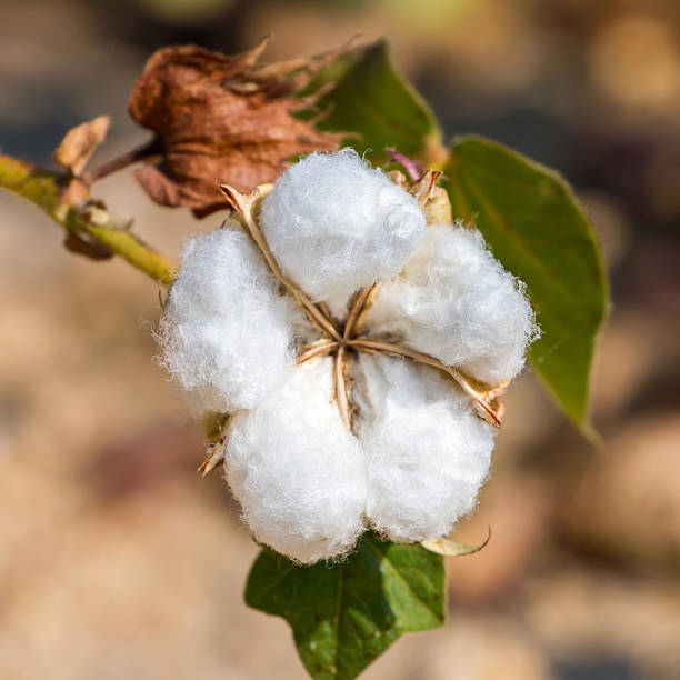 istock Cotton plant closeup 178076071