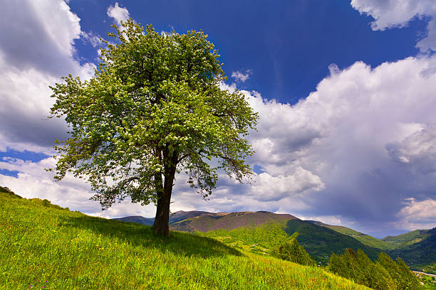 flowering pear tree at spring in the mountains