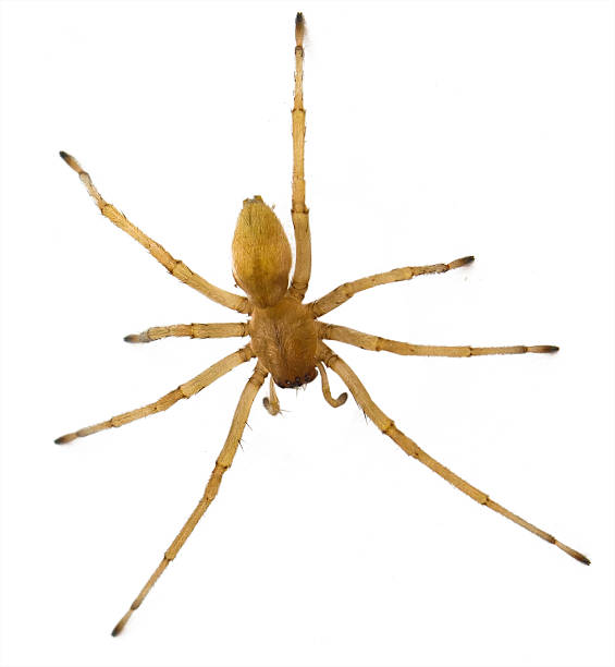 brown spider russland wohnzimmer (huntsman spiders) in-house-isoliert - virescens stock-fotos und bilder