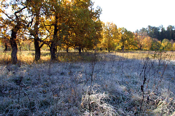 autumn landscape of oak trees and grass covered with hoarfrost morning sun lighting