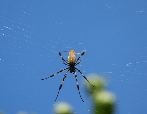 Nephila spider known as golden silk spider due to the color of its web against sunlight