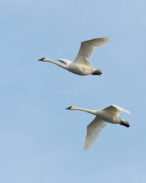 istock Pair of Flying Swans 178076973