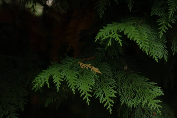 Coniferous tree in a deep shade in Metro Vancouver. Autumn morning.