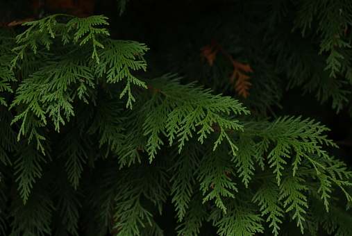 Branches of a coniferous tree in deep shade in a forest.