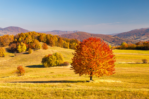 A tree with an orange crown in the foreground of an autumn landscape. The Stiavnica Mountains in southern central Slovakia, Europe.