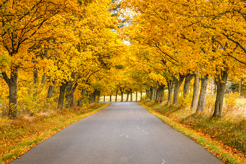 Road lined with brightly colored trees at autumn.