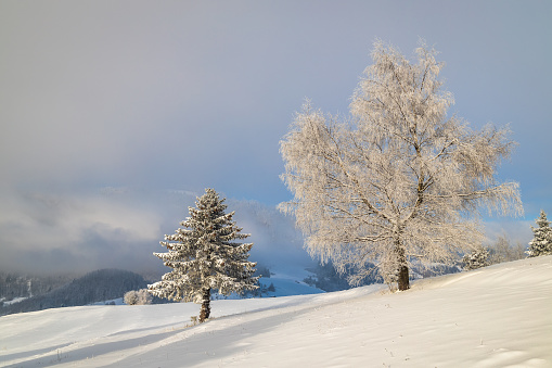 Snowy trees in the foreground of the winter landscape at sunny day. The Mala Fatra national park in northwest of Slovakia, Europe.