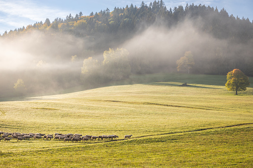 A herd of grazing sheep on a meadow in the foreground of a foggy landscape in the autumn morning. The Sulov Rocks, national nature reserve in northwest of Slovakia, Europe.