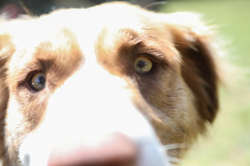 Border Collie smelling the camera while getting his picture taken at the park in San Francisco.
