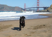 Black Spaniel Mix rescue looking at camera while running on beach next to Golden Gate Bridge.