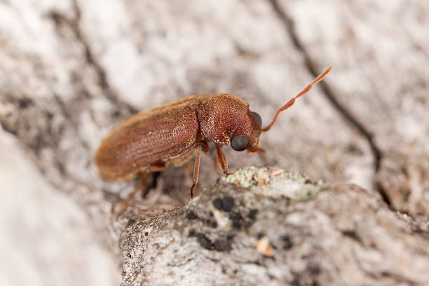 istock Oligomerus brunneus, extreme close-up with high magnification 178077610