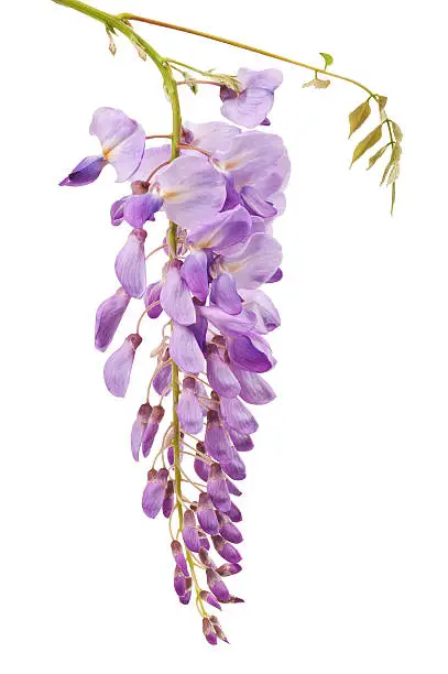 wisteria flowers isolated on white