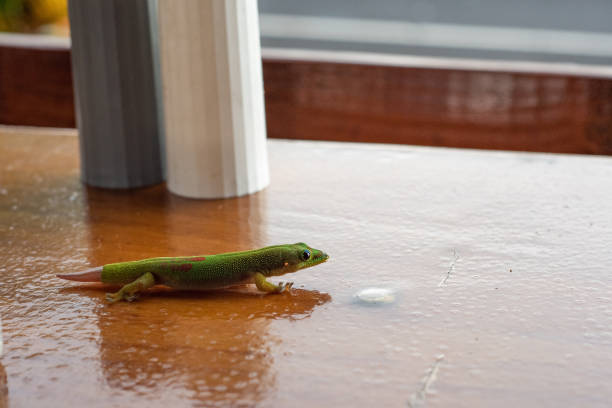 istock Gecko walks along glassy countertop 1780779395
