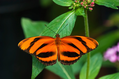 Banded Orange butterfly (Dryadula phaetusa) perched on a leaf. Dorsal view.