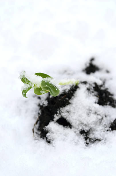 istock Plant in the winter 178078293