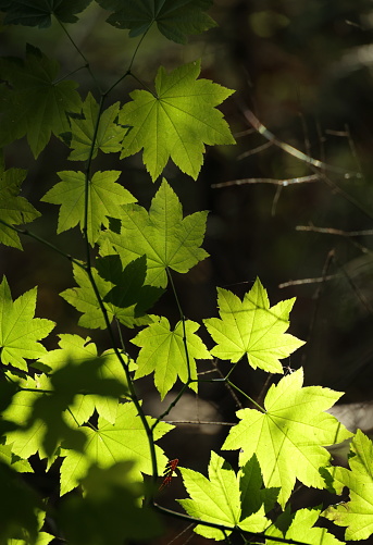 Green maple leaves in a forest park in Surrey, Canada.