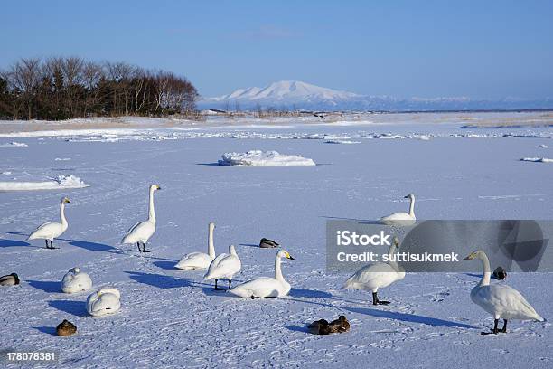 Oca Delle Nevi In Ghiaccio Lago - Fotografie stock e altre immagini di Agricoltura - Agricoltura, Ala di animale, Ambientazione esterna