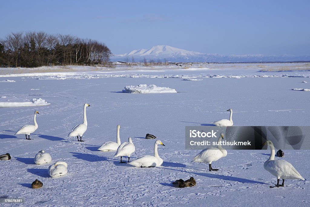 Snow goose no Lago Gelado - Royalty-free Agricultura Foto de stock