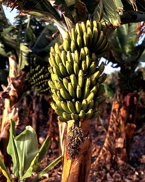 istock Green bananas on tree, Tenerife. 178078479