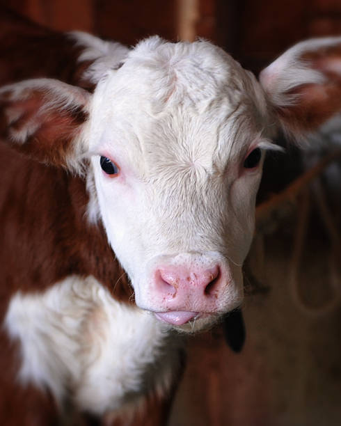 istock Cute Cow with Tongue Sticking Out 178078873