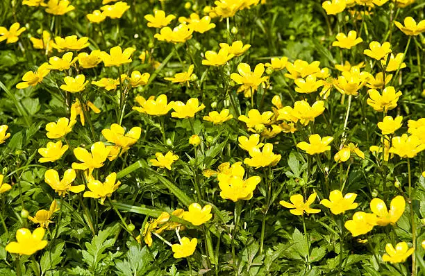 Meadow with many wild flowers yellowcups (buttercups).