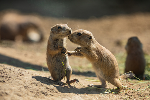 Black-tailed prairie dog (Cynomys ludovicianus) small nimble cheerful sociable animal. Nature background