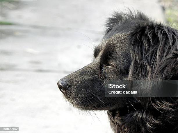 Negro Perro Foto de stock y más banco de imágenes de Aire libre - Aire libre, Animal, Canino - Animal