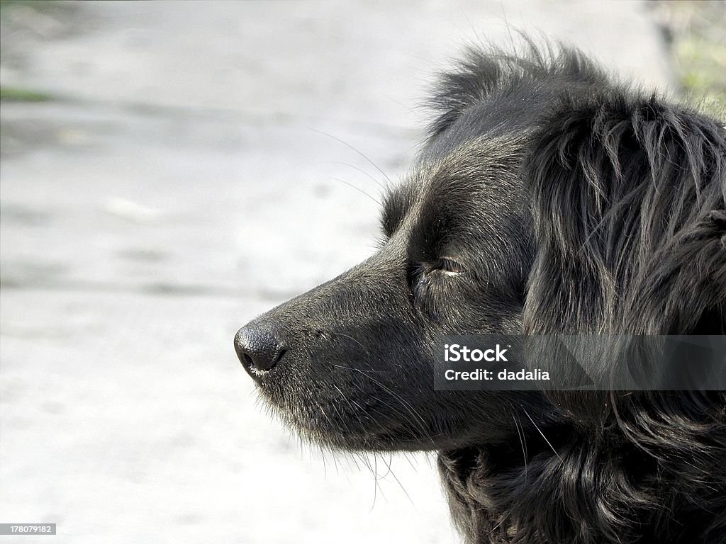 Cão preto. - Royalty-free Animal Foto de stock