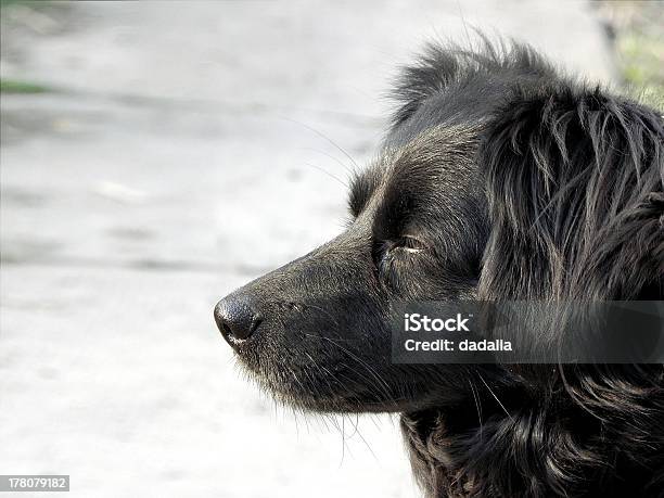 Cão Preto - Fotografias de stock e mais imagens de Animal - Animal, Animal de Estimação, Ao Ar Livre