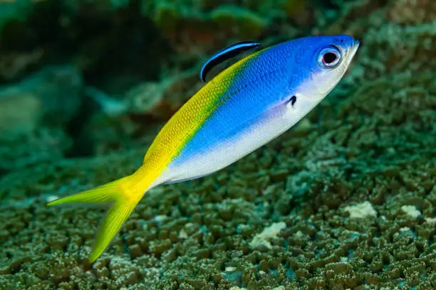 Yellow and Blueback Fusilier Caesio teres occurs in the tropical Indo-West Pacific from East Africa to the Line Islands (but not in the Red Sea or the Arabian Gulf) in a depth range from 5-60m, max. length 40cm, common 27cm. 
Adults are found primarily around coral reefs, with a preference for coralline lagoons. They feed on zooplankton in large midwater groups and form schools with other caesionids. 
This specimen gets cleaned by a juvenile Cleaner Wrasse Labroides dimidiatus. 
Bluestreak Cleaner Wrasses Labroides dimidiatus usually occur in pairs in the tropical Indo-Pacific in a depth range from 1-40m, usually 1-30m, max. length 14cm. The species creates 'cleaning' stations to which fishes come to have crustacean ectoparasites and mucus removed. Cleaning intensity is not related to client size or commonness. Even hands of divers will be cleaned if presented to the cleaning station! 
Triton Bay, West Papua Province, Indonesia 
3°56'19.752 S 134°7'15.198 E at 14m depth