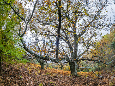 Old chestnut trees in autumn