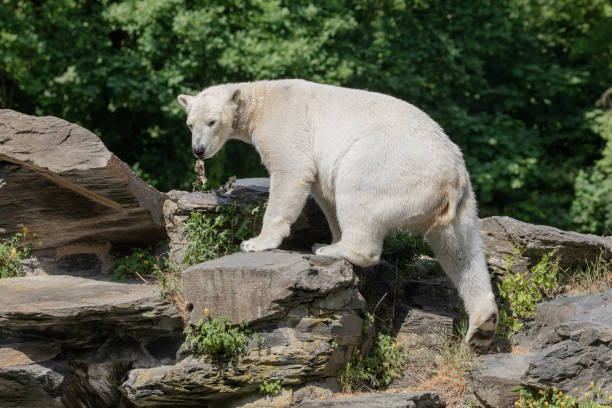 istock Funny polar bear. Polar bear sitting in a funny pose. 1780794356
