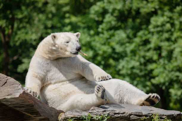 istock Funny polar bear. Polar bear sitting in a funny pose. 1780794359