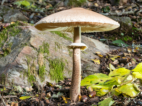 Edible healthy mushroom in the forest in summer. The boletus mushroom grows among green moss in a clearing in the forest. Vegetarian food in natural conditions.