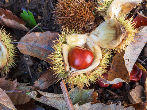 chestnuts on plant