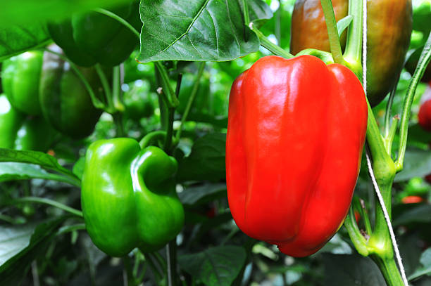 istock Red sweet pepper, cooking raw material on plant 178079625